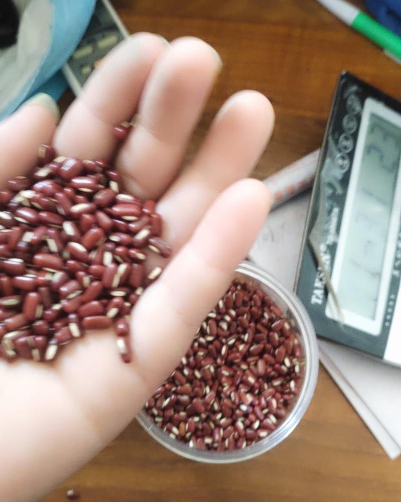 厂家直销大量批发精选一级赤小豆药用赤小豆