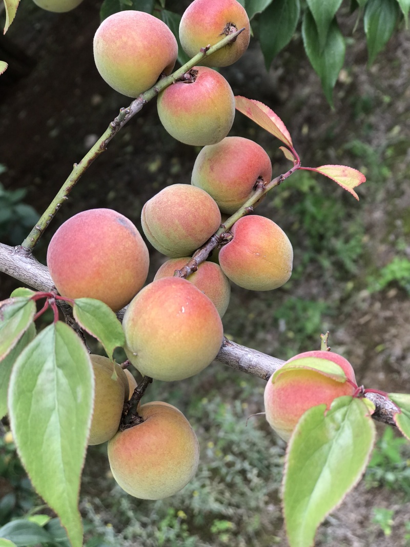 红梅