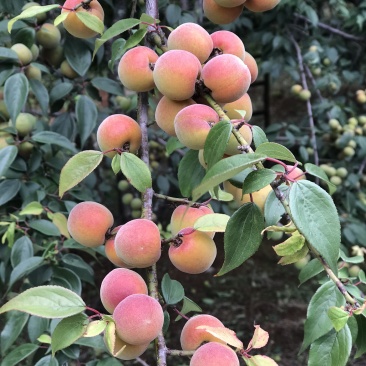 红梅