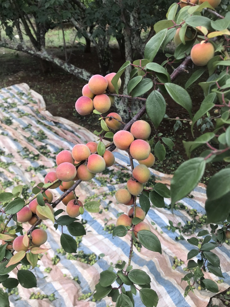 红梅