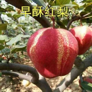 彩虹梨。脆甜可口水分大