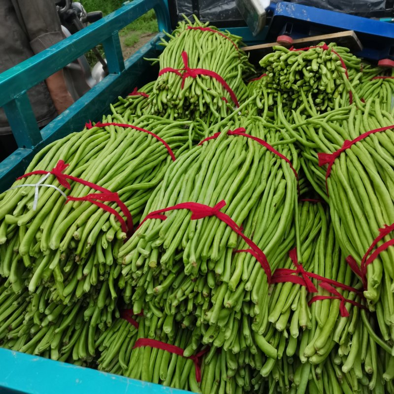 河南南阳四季豆上市，颜色鲜亮。保质保量。