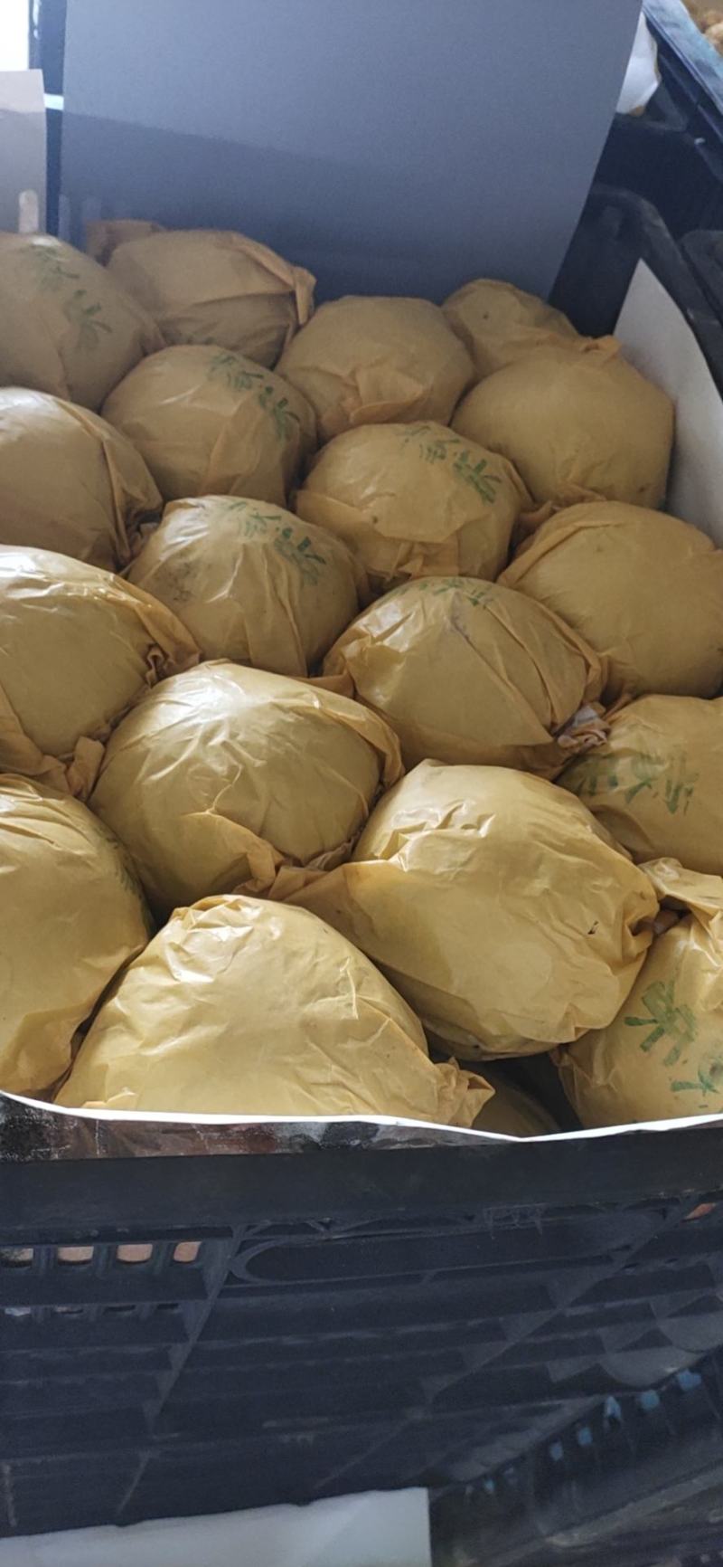 梨，皇冠梨，青皇冠梨，各种梨大吨位供货中，对接电商平台
