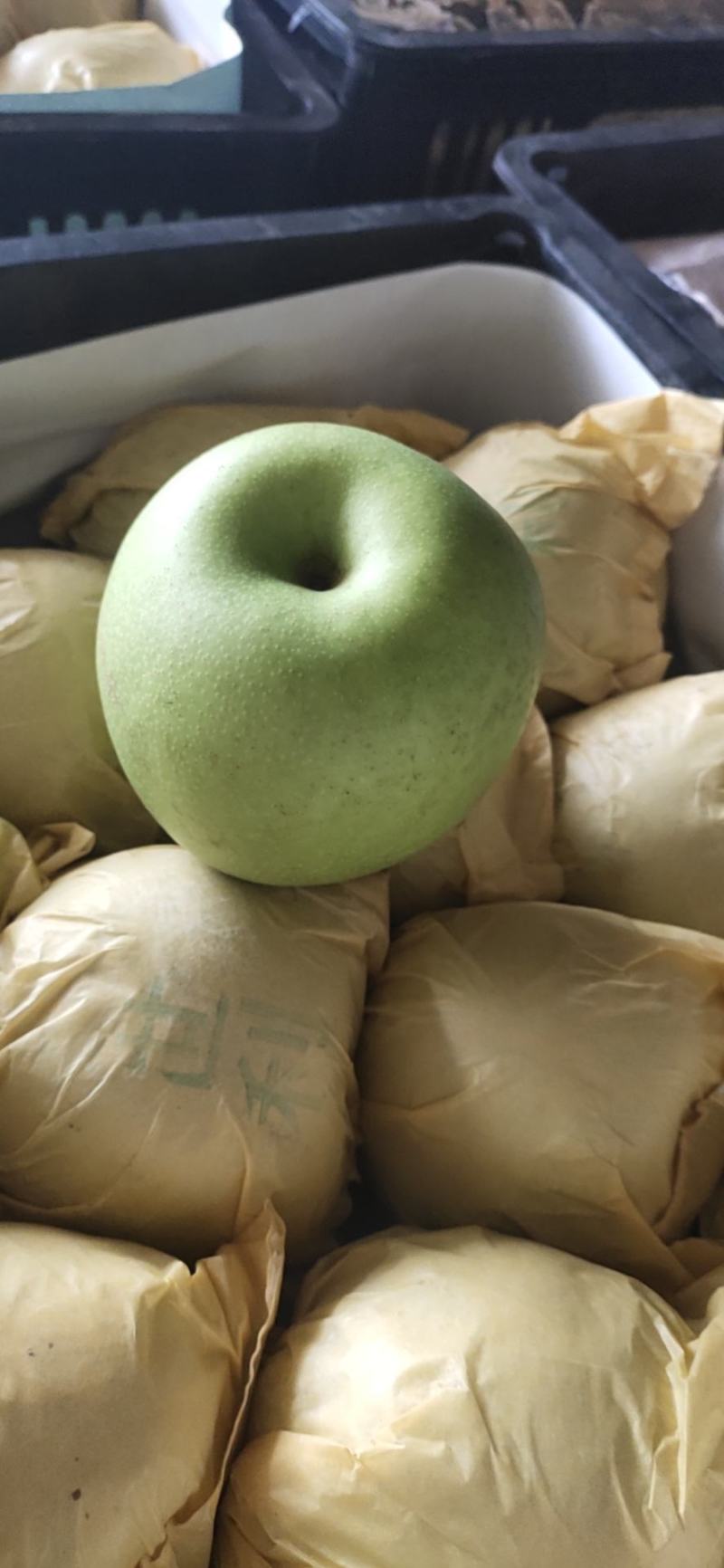 梨，皇冠梨，青皇冠梨，各种梨大吨位供货中，对接电商平台
