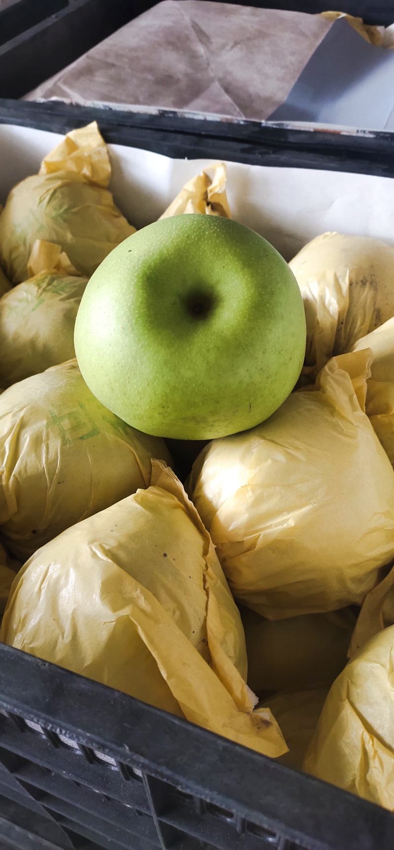 梨，皇冠梨，青皇冠梨，各种梨大吨位供货中，对接电商平台