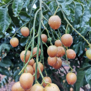黑黄皮大量上市