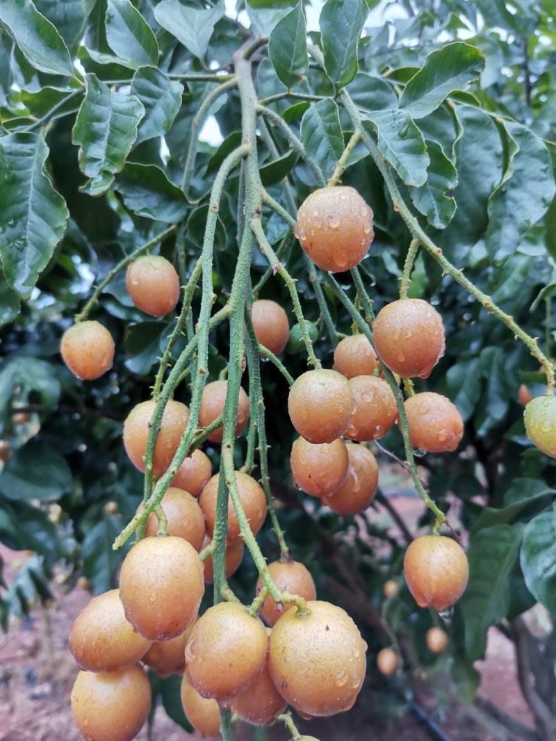 黑黄皮大量上市