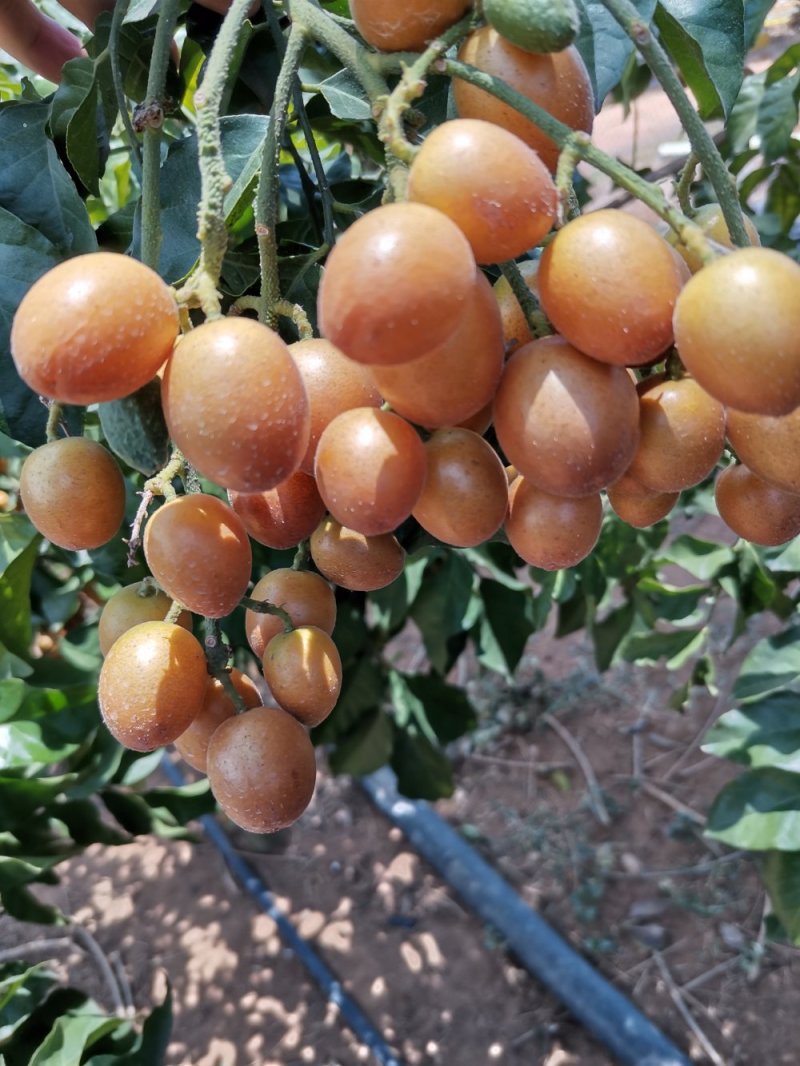 黑黄皮大量上市