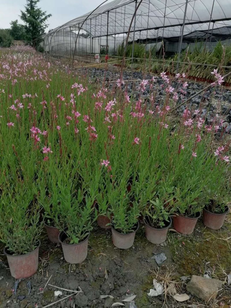郫都区千鸟花杯苗价低粉花千鸟花千鸟花基地直销量大从优
