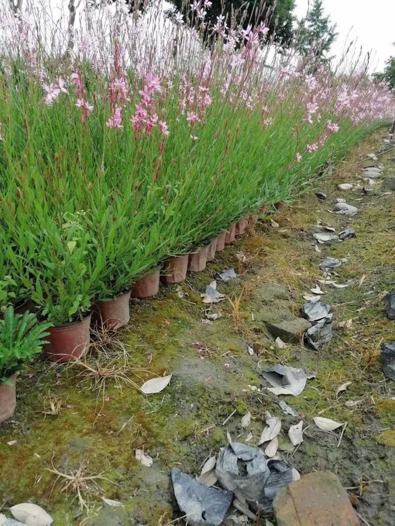 郫都区千鸟花杯苗价低粉花千鸟花千鸟花基地直销量大从优
