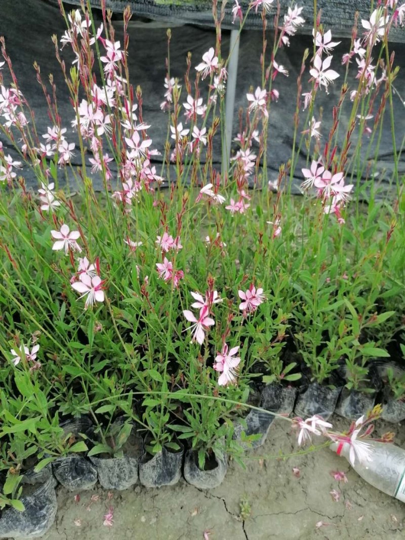 郫都区千鸟花杯苗价低粉花千鸟花千鸟花基地直销量大从优