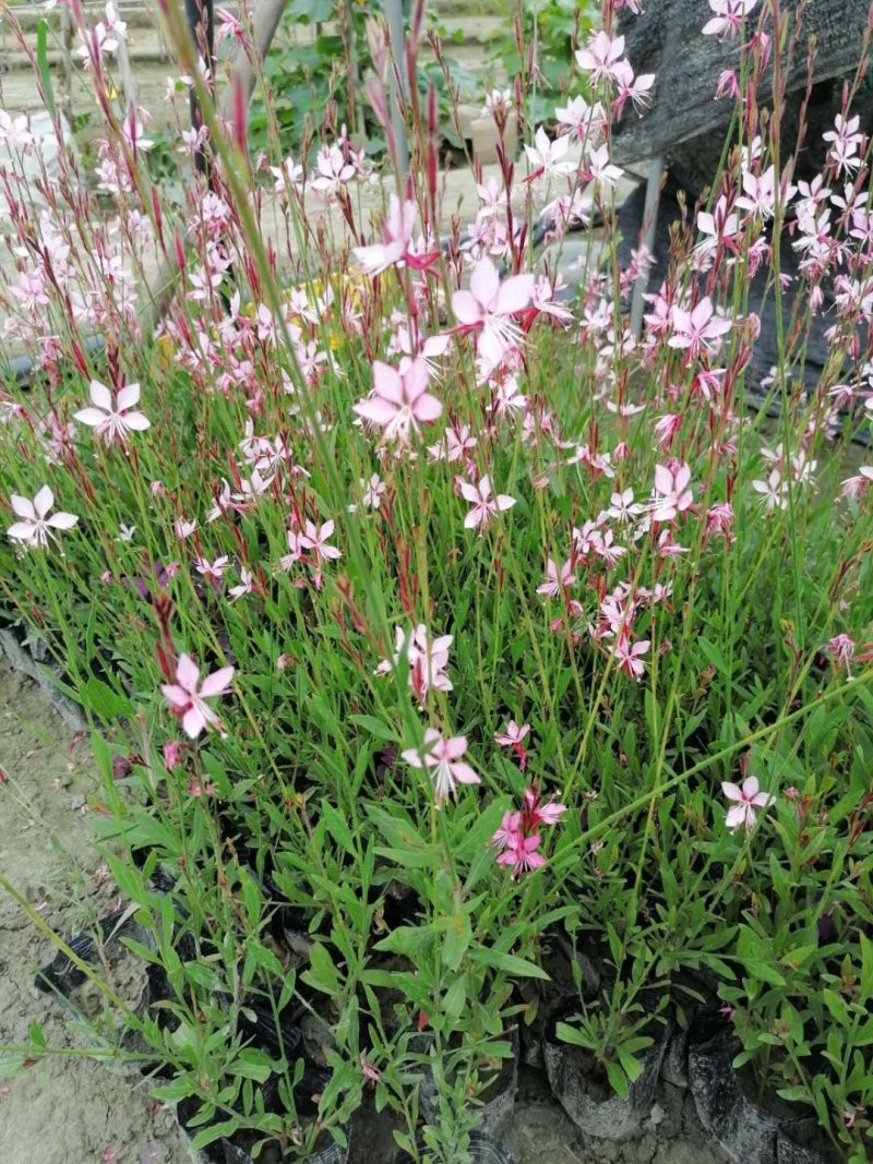 郫都区千鸟花杯苗价低粉花千鸟花千鸟花基地直销量大从优