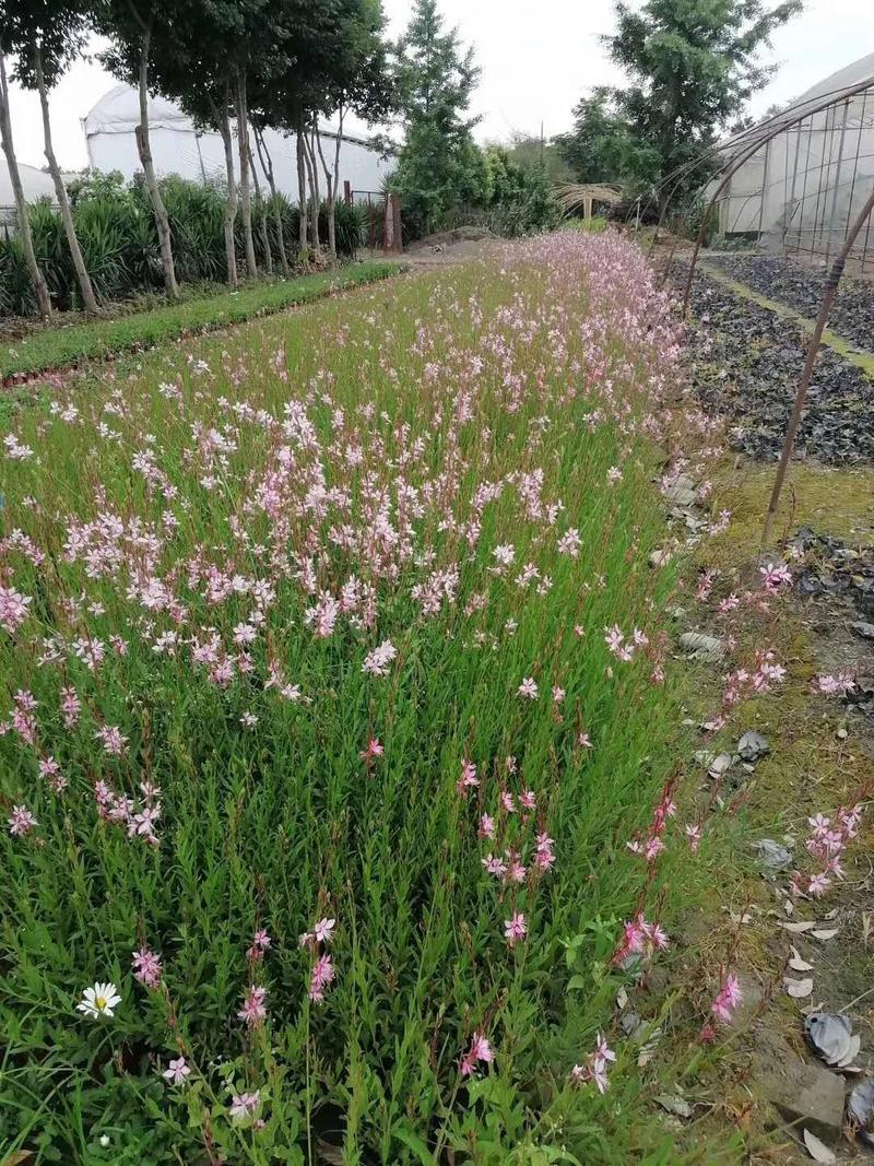 郫都区千鸟花杯苗价低粉花千鸟花千鸟花基地直销量大从优