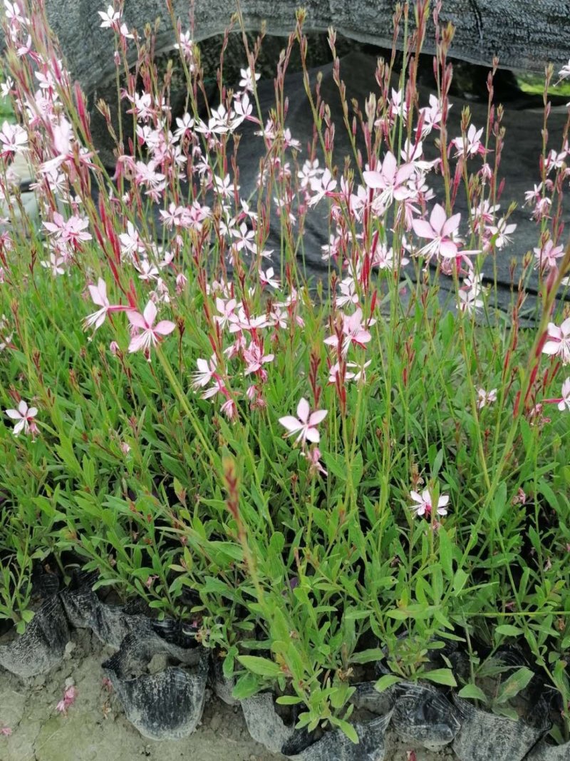 郫都区千鸟花杯苗价低粉花千鸟花千鸟花基地直销量大从优