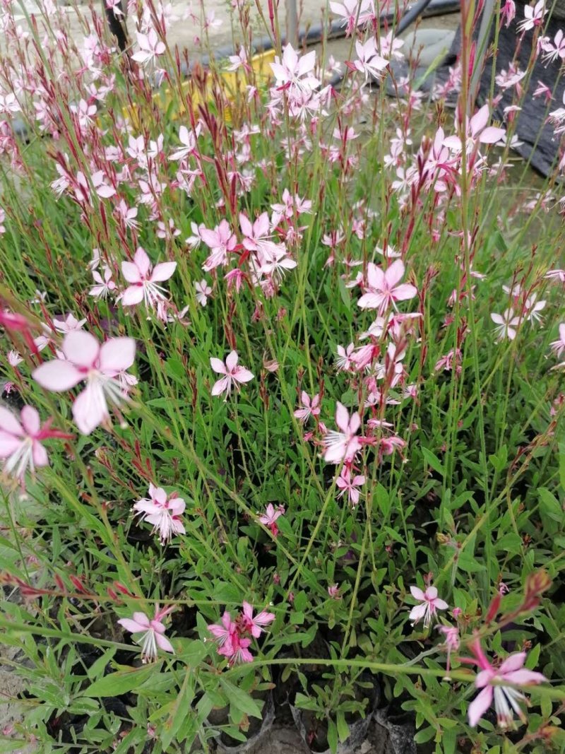 郫都区千鸟花杯苗价低粉花千鸟花千鸟花基地直销量大从优