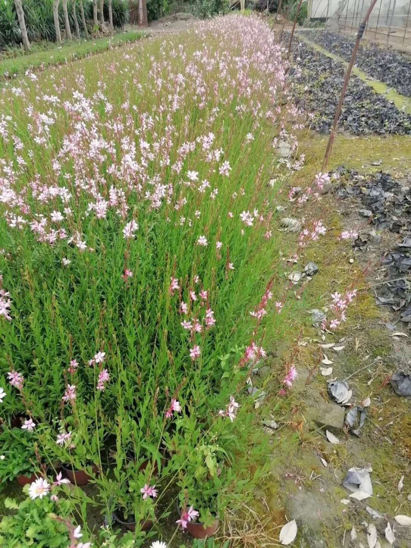 郫都区千鸟花杯苗价低粉花千鸟花千鸟花基地直销量大从优
