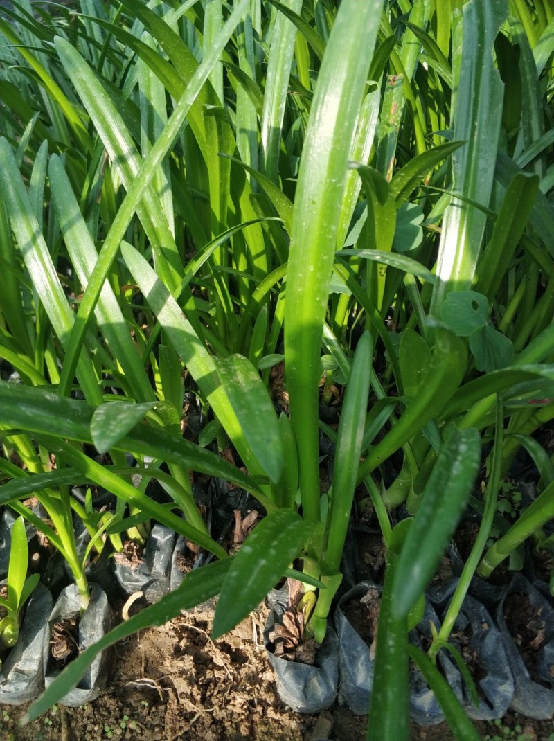 蜘蛛兰水鬼蕉基地直销量大从优