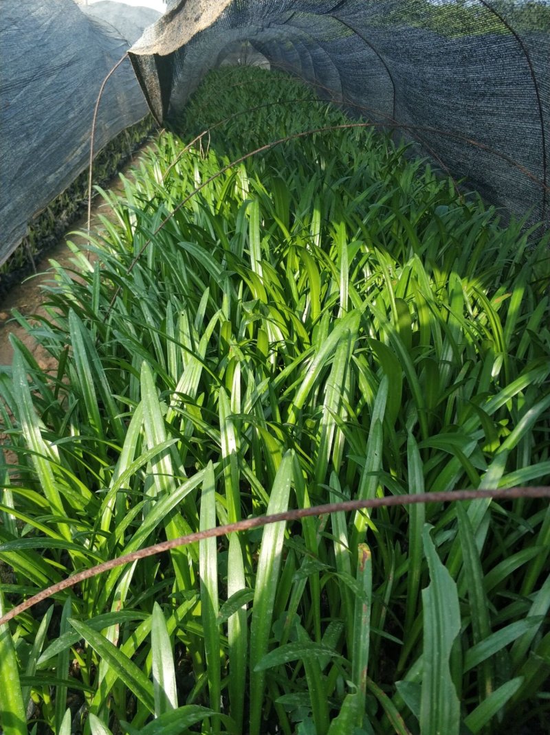蜘蛛兰水鬼蕉基地直销量大从优