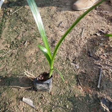 蜘蛛兰水鬼蕉基地直销量大从优