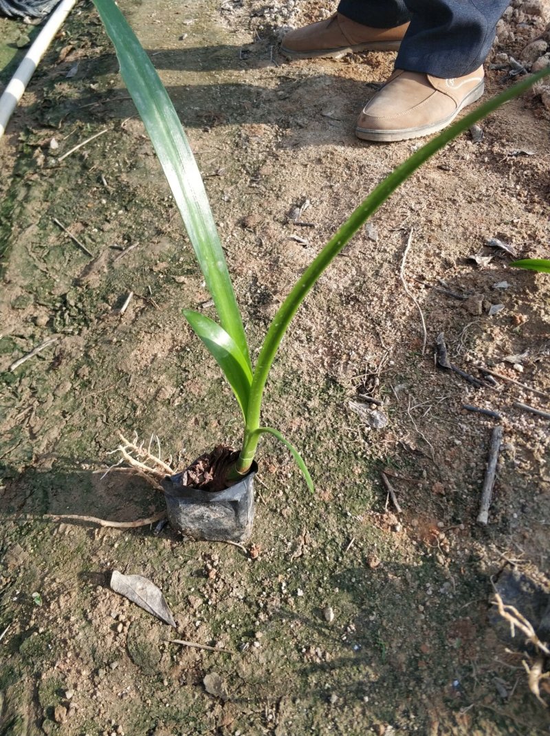 蜘蛛兰水鬼蕉基地直销量大从优
