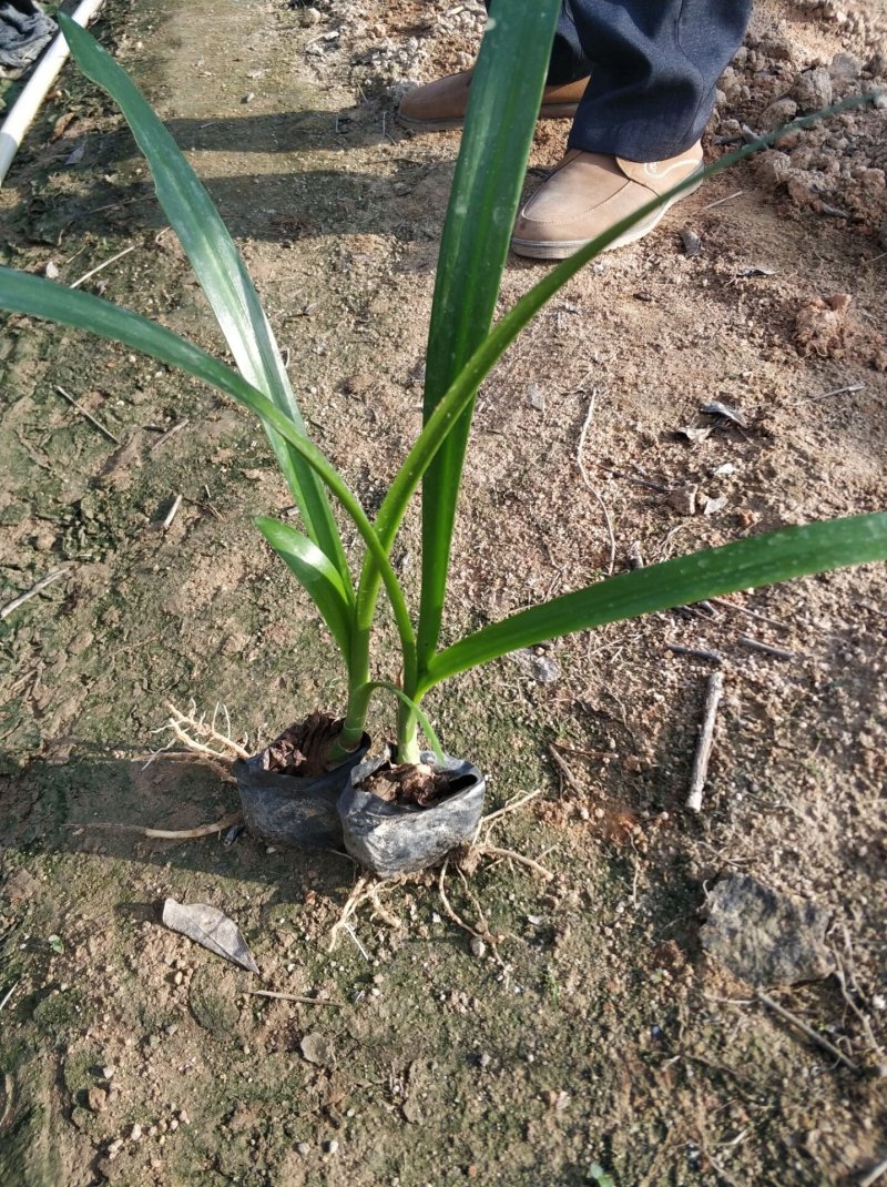蜘蛛兰水鬼蕉基地直销量大从优