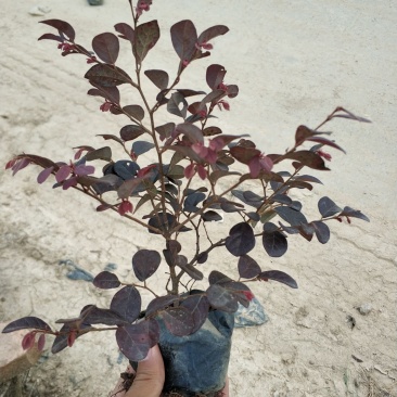 红继木小苗现货基地直销量大从优