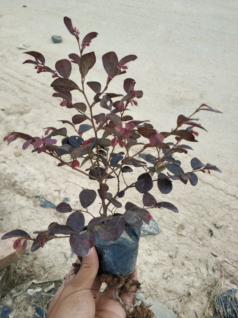 红继木小苗现货基地直销量大从优