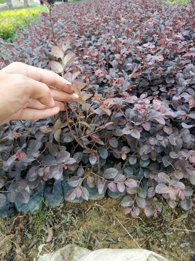 红继木小苗现货基地直销量大从优