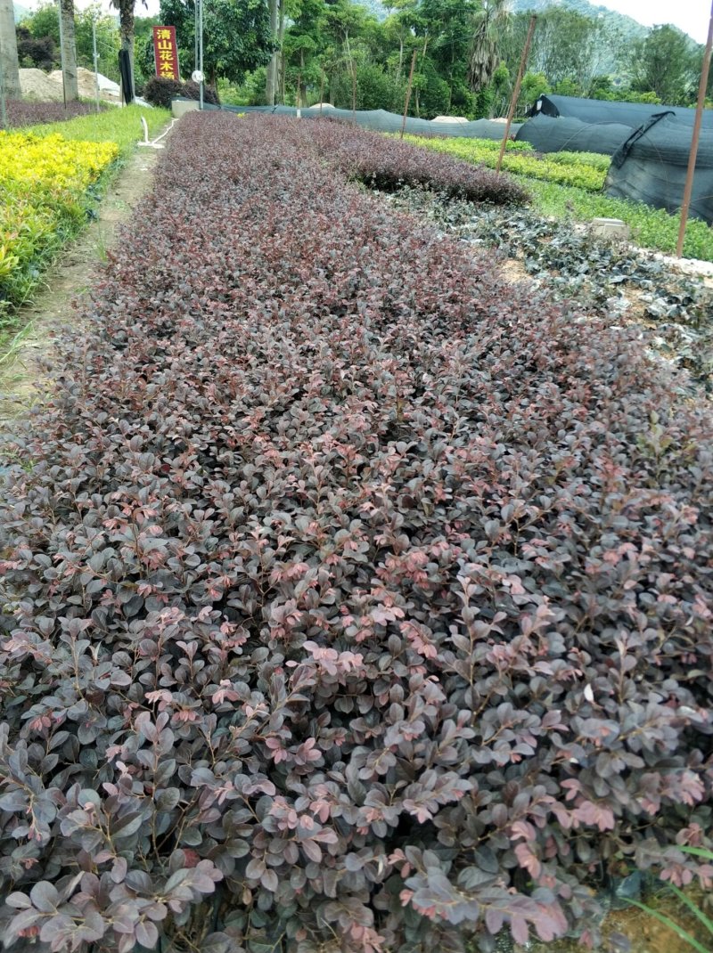 红继木小苗现货基地直销量大从优