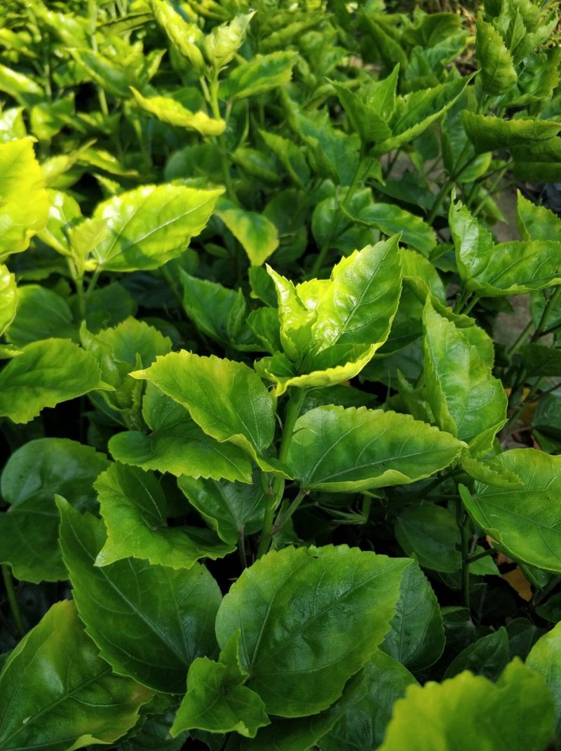 黄花重瓣扶桑现货基地直销量大从优