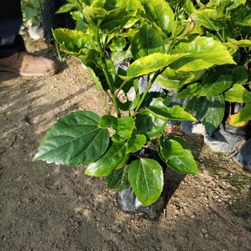 黄花重瓣扶桑现货基地直销量大从优