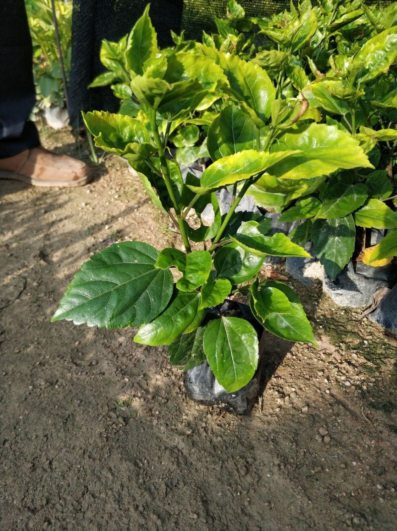 黄花重瓣扶桑现货基地直销量大从优