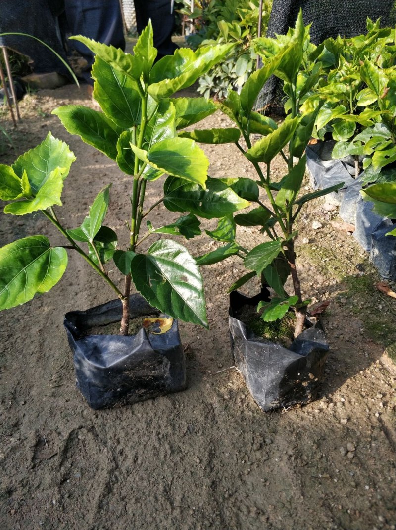 黄花重瓣扶桑现货基地直销量大从优