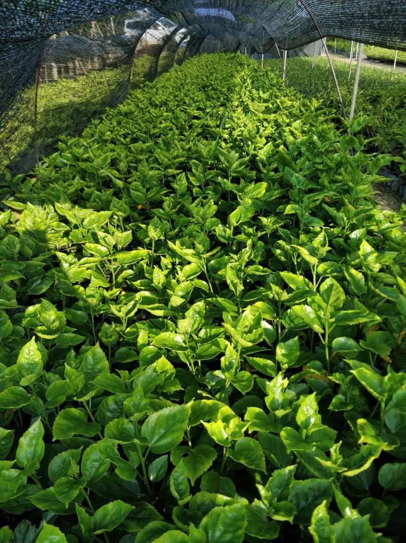 黄花重瓣扶桑现货基地直销量大从优