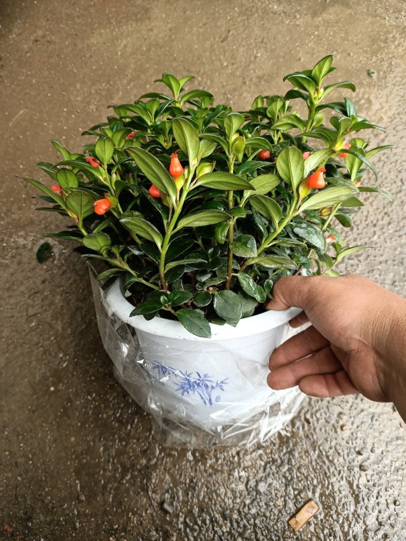 红鱼吊兰