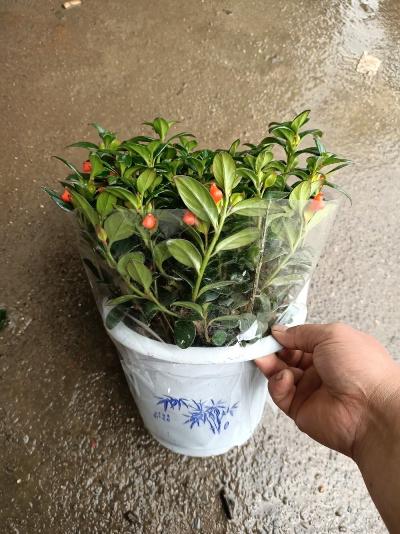 红鱼吊兰