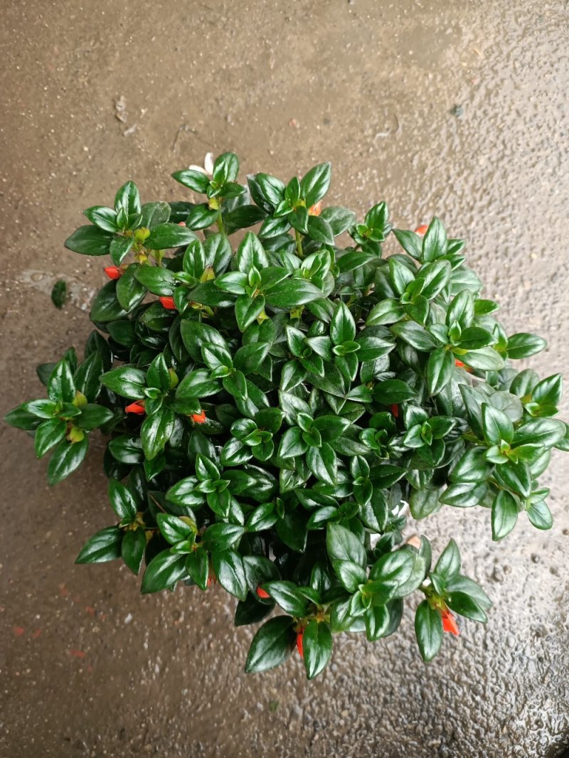 红鱼吊兰