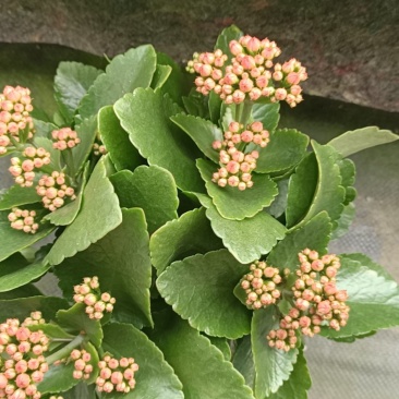 精品130盆长寿花