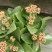 精品130盆长寿花