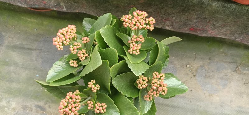 精品130盆长寿花