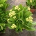 精品130盆长寿花