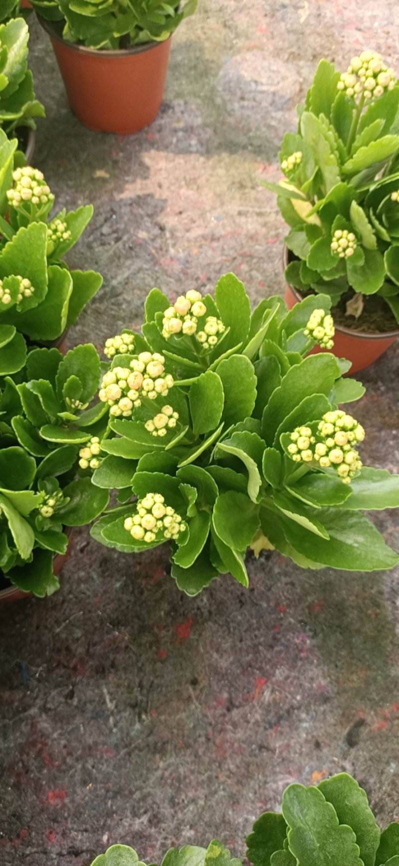 精品130盆长寿花
