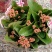 精品130盆长寿花