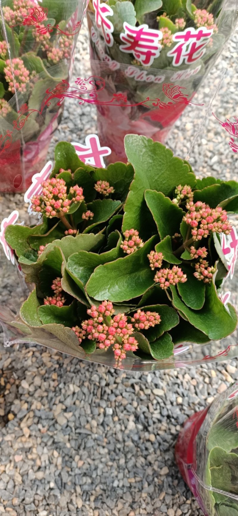 精品130盆长寿花