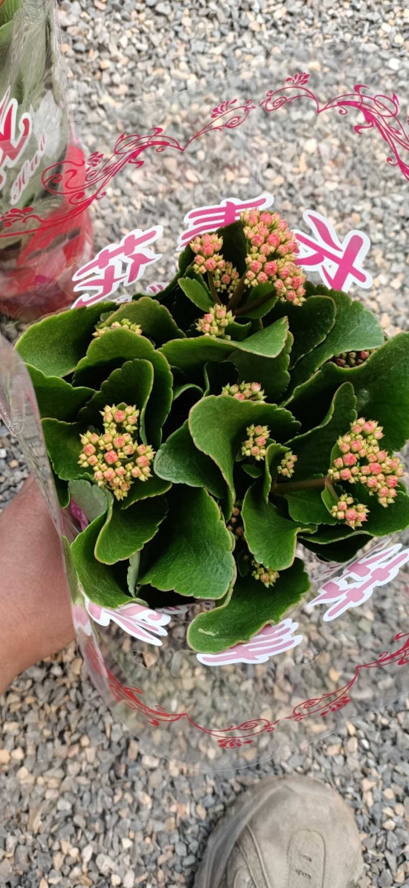 精品130盆长寿花