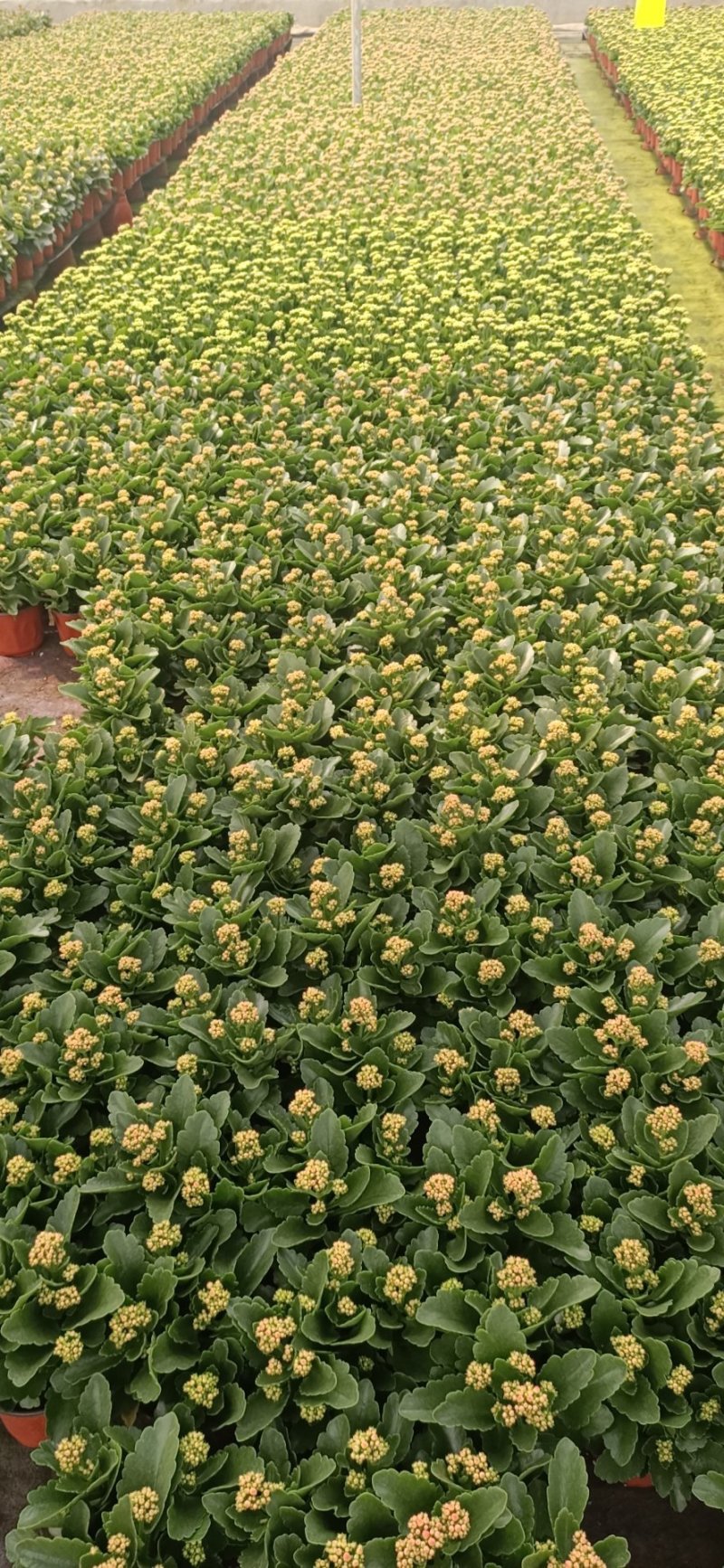 精品130盆长寿花