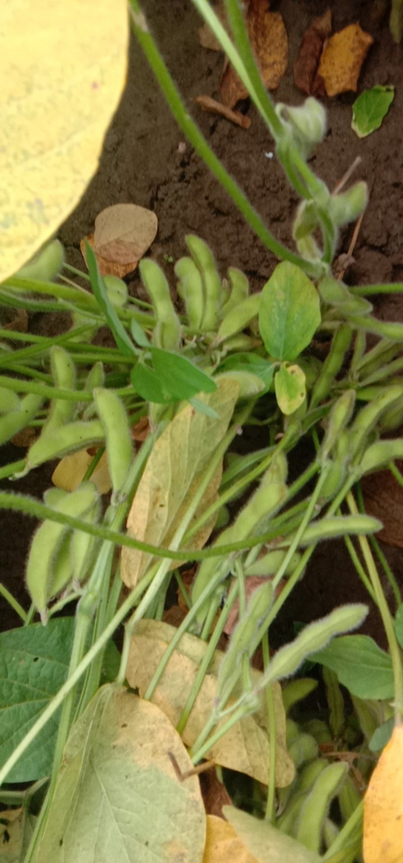 精品翠绿宝毛豆产地直供，质量好价格便宜大板豆角