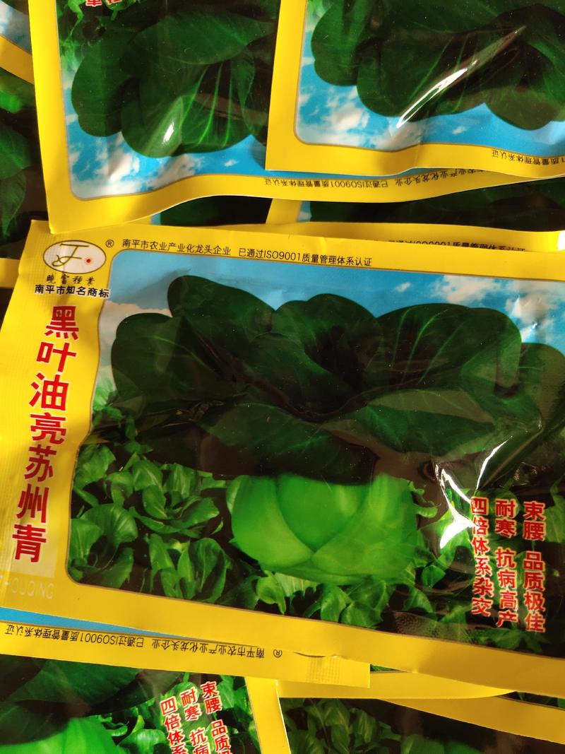 苏州青白菜，是多用型青菜良种