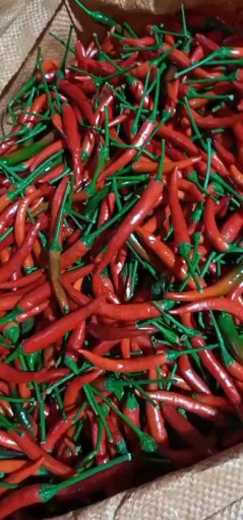 小米椒