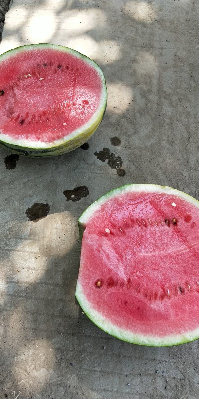 河南精品美都已大量上市，货源充足一手货源，产地直…